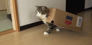 Cat GIFs